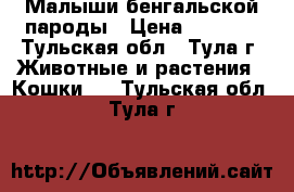 Малыши бенгальской пароды › Цена ­ 8 000 - Тульская обл., Тула г. Животные и растения » Кошки   . Тульская обл.,Тула г.